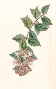 Botanisk illustrasjon/Abelia chinensis/Abelia rupestris/Abelia of China/Abelia Rock av Unbekannt