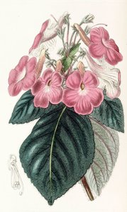 Botanisk illustrasjon/Achimenes grandiflora/Achimene har store blomster av Unbekannt