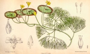 Botanisk illustrasjon/Cabomba aquatica av Unbekannt