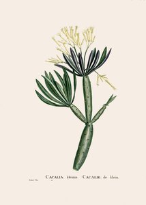 Botanisk illustrasjon/Redoubt/Senecio kleinia/Senecon av William M. Timlin