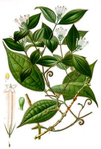 Botanisk illustrasjon/Strychnos toxifera/Curare av Unbekannt