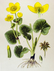 Botanisk planke. Venenøs plante (giftig): myrbestand (Caltha palustris) av Unbekannter Künstler