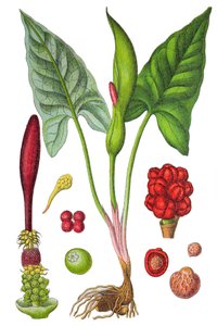 Botanisk plate: arumflekket (vill arum eller Arum maculatum), en medisinplante, historisk kromolitografi av Unbekannter Künstler