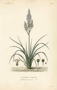 Forgrenet asphodel, Asphodelus ramosus, Asphodele rameuse av Unbekannt