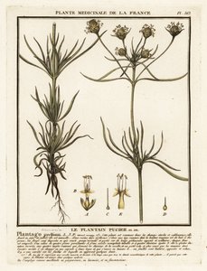 Forgrenet groblad, Plantago indica. av Unbekannter Künstler