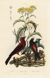 Brasilianske Tanager, Rumpocelus Brasilix og Paradise Tanager, Tanger Chilensis av Unbekannt