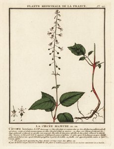 Bredbladet enchanter's nightshade, Circaea lutetiana. av Unbekannter Künstler