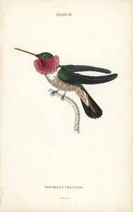 Bredhalekolibri, Selasphorus platycercus (Trefarget kolibri, Trochilus tricolor). Håndkolorert stålgravering av William Lizars fra Sir William Jardines naturalistbibliotek: Ornitologi: Kolibrier bind 2, Edinburgh, WH Lizars. av Unbekannter Künstler