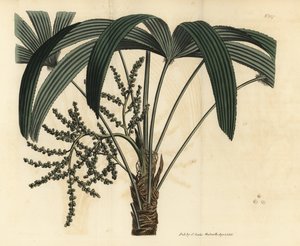 Bredbladet damepalme, Rhapis excelsa (hann dvergjordrotting, Rhapis flabelliformis hann av Unbekannt