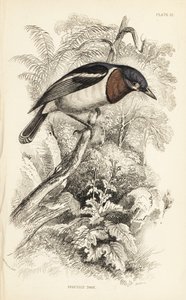 Brunstrupet wattøye, Platysteira cyanea (Sjov i dag, Platystera lobata). Håndkolorert stålgravering av William Lizars etter en illustrasjon av William Swainson fra Sir William Jardines naturalistbibliotek: Ornitologi: Fluesnappere, Edinburgh, WH  av Unbekannter Künstler