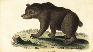 Brunbjørn, Ursus arctos., 1800 (gravering) av Unbekannter Künstler