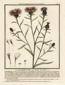 Brun ransel, Centaurea jacea. av Unbekannter Künstler