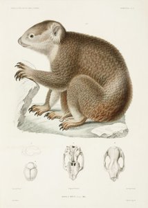 Brun koala av Unbekannter Künstler