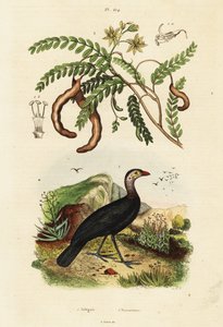 Børstekalkun og tamarind., 1834-1839 (gravering) av Unbekannter Künstler