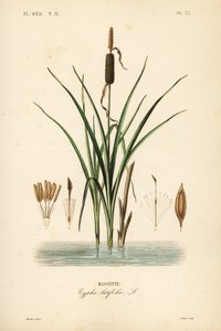 Bulrush eller bredbladet cattail, Typha latifolia, Massette av Unbekannt