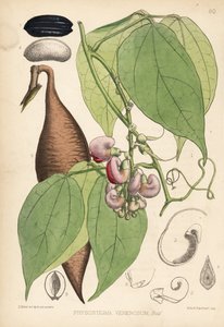Calabarbønne eller prøvebønne. Physostigma venenosum. Håndkolorert litografi av Hanhart etter en botanisk illustrasjon av David Blair fra Robert Bentley og Henry Trimens Medicinal Plants, London. av Unbekannter Künstler