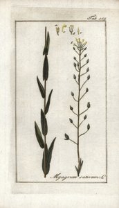 Cameline eller lin basard eller sesam fra Tyskland (Camelina sativa). Litografi fra “Afbeelding der Artseny-Gewassen” av Johannes Zorn (1739-1799), Nederland av Unbekannter Künstler