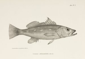 Camotillo, Stillehavet, ca 1832-1836 av Unbekannter Künstler