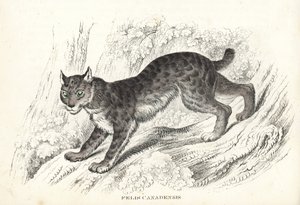Kanadisk gaupe, Lynx canadensis (Felis canadensis). Håndkolorert litografi fra Georg Friedrich Treitschkes naturhistoriske galleri, Naturhistorischer Bildersaal des Thierreiches, Liepzig-1842. av Unbekannter Künstler