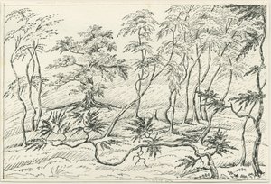 Cannock Chase: penn- og blyanttegning, nd [?1800-tallet] av Unbekannt