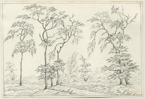 Cannock Chase: penn- og blyanttegning, nd [?1800-tallet] av Unbekannt