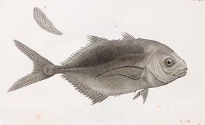 Hoppende Caranx, nærbilde av Unbekannt