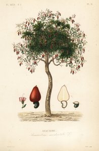 Cashew-tre eller cashewnøtttre, Anacardium occidentale, Anacarde av Unbekannt