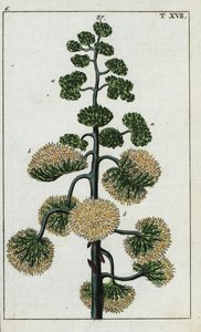 århundreplante, Agave americana. av Unbekannter Künstler