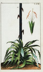 århundreplante, Agave americana. av Unbekannter Künstler