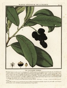 Kirsebærlaurbær, Prunus laurocerasus. av Unbekannter Künstler