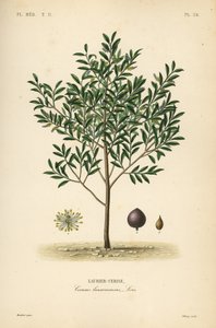 Kirsebærlaurbær eller engelsk laurbærtre, Prunus laurocerasus, Cerasus laurocerasus, Laurier-cerise av Unbekannt
