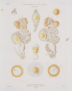 Kyllingegg i egglederen, c 1847-1859 av Unbekannt