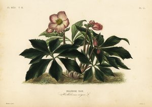 Julerose eller svart hellebore, Helleborus niger, Hellebore noir av Unbekannt