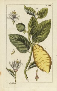Sitron som viser frukt, blader og blomster, Citrus medica. av Unbekannter Künstler