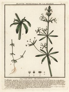 Cleavers, Gallium aparine. av Unbekannter Künstler