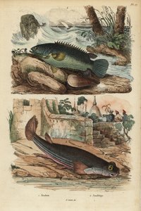 Klatreabbor, Anabas testudineus 1 og firøyd fisk, Anableps anableps 2 av Unbekannt