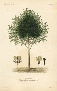 Nelliktre, Syzygium aromaticum, Caryophyllus aromaticus, Giroflier av Unbekannt