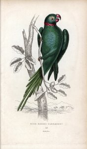 Halsbåndsundakitt, Psittacula krameri. Psittacus torquatus. Litografi av Joseph Kidd, basert på en tegning av John Audubon, i Miscellany of Natural History: Parrots, Sir Thomas D.K. Lauder and Captain Thomas Brown, utgitt i Edinburgh, Skottland, i 1833. av Unbekannter Künstler
