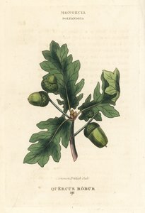 Vanlig britisk eiketre, Quercus robur. Håndkolorert kobberstikk etter en illustrasjon av Richard Duppa fra hans The Clours and Orders of the Linnaean System of Botany, Longman, Hurst, London. av Unbekannter Künstler