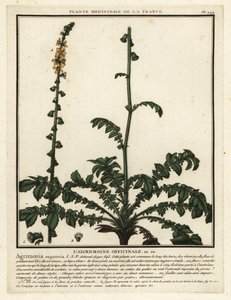 Vanlig agromoni, Agrimonia eupatoria. av Unbekannter Künstler