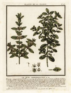 Felleskasse, Buxus sempervirens. av Unbekannter Künstler