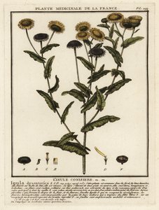 Vanlig loppebane, Pulicaria dysenterica. av Unbekannter Künstler