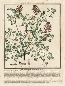 Vanlig fumitory, Fumaria officinalis. av Unbekannter Künstler