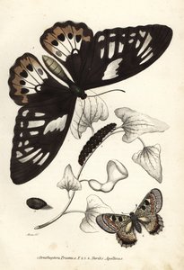 Vanlig grønn fuglevinge, Ornithoptera priamus, sommerfugl, larve og puppe, og falsk apollo, Archon apollinus (Doritis apollinus). Håndkolorert litografi fra Georg Friedrich Treitschkes naturhistoriske galleri, naturhistorikernes galleri over de døde. av Unbekannter Künstler