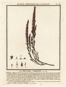 Lynglyng, Calluna vulgaris. av Unbekannter Künstler