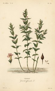 Vanlig hedgehyssop eller nådeurt, Gratiola officinalis, Gratiole av Unbekannt