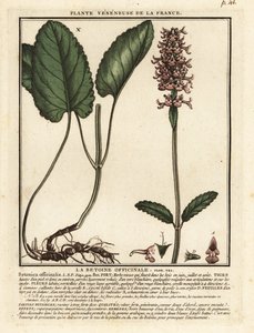 Vanlig hekk, Stachys officinalis. av Unbekannter Künstler