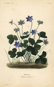 Vanlig hepatica eller levermose, Anemone hepatica, Hepatica triloba, Hepatique av Unbekannt