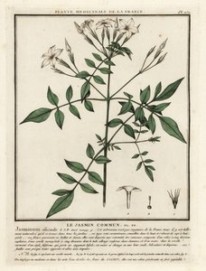 Vanlig sjasmin, Jasminum officinale. av Unbekannter Künstler