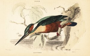 Vanlig isfugl, Alcedo atthis. 1889 (gravering) av Unbekannter Künstler
